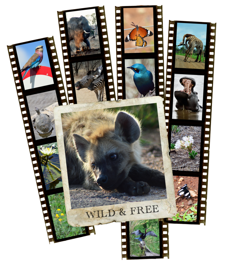 #krugerwildlifeantics